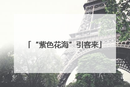 “紫色花海”引客来