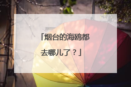 烟台的海鸥都去哪儿了？