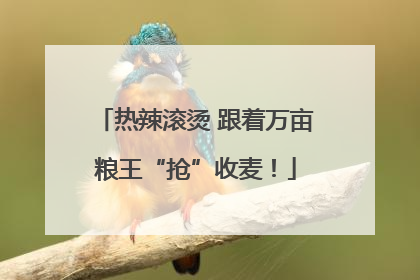 热辣滚烫 跟着万亩粮王“抢”收麦！