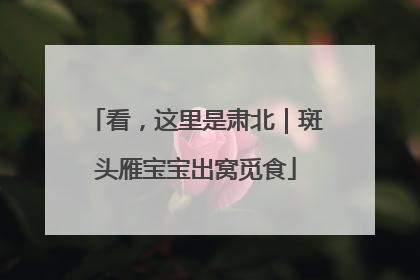 看，这里是肃北｜斑头雁宝宝出窝觅食