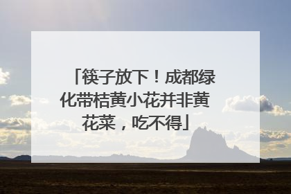 筷子放下！成都绿化带桔黄小花并非黄花菜，吃不得