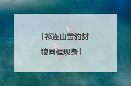 祁连山雪豹豺狼同框现身