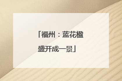 福州：蓝花楹盛开成一景