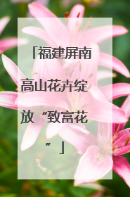 福建屏南高山花卉绽放“致富花”