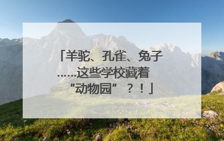 羊驼、孔雀、兔子……这些学校藏着 “动物园”？！