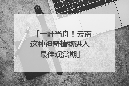 一叶当舟！云南这种神奇植物进入最佳观赏期