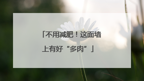 不用减肥！这面墙上有好“多肉”