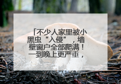 不少人家里被小黑虫“入侵”，墙壁窗户全部爬满！一到晚上更严重，还有一股臭味