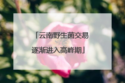 云南野生菌交易逐渐进入高峰期