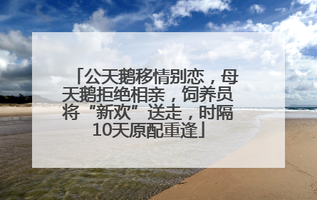 公天鹅移情别恋，母天鹅拒绝相亲，饲养员将“新欢”送走，时隔10天原配重逢