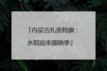 内蒙古扎赉特旗：水稻迎来插秧季