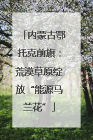 内蒙古鄂托克前旗：荒漠草原绽放“能源马兰花”