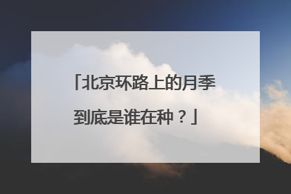 北京环路上的月季到底是谁在种？