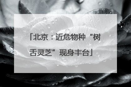 北京：近危物种“树舌灵芝”现身丰台