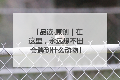 品读·原创｜在这里，永远想不出会遇到什么动物