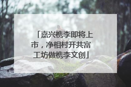 嘉兴槜李即将上市，净相村开共富工坊做槜李文创