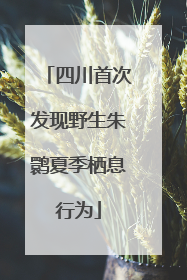 四川首次发现野生朱鹮夏季栖息行为