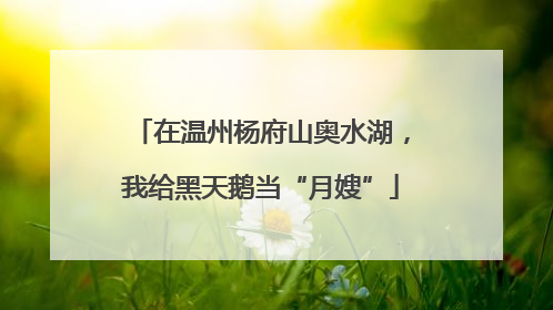 在温州杨府山奥水湖，我给黑天鹅当“月嫂”