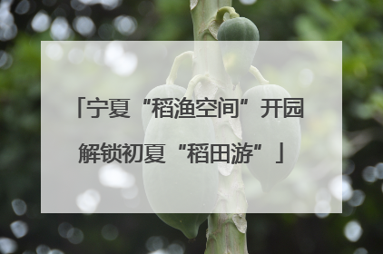 宁夏“稻渔空间”开园 解锁初夏“稻田游”