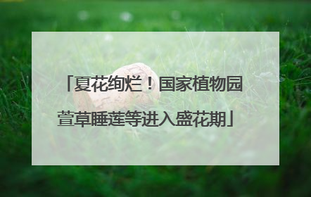 夏花绚烂！国家植物园萱草睡莲等进入盛花期