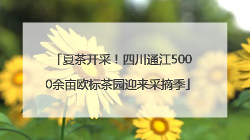 夏茶开采！四川通江5000余亩欧标茶园迎来采摘季