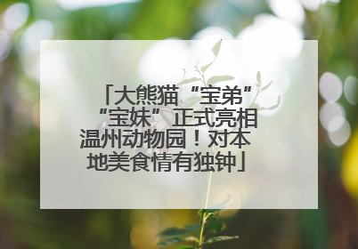 大熊猫“宝弟”“宝妹”正式亮相温州动物园！对本地美食情有独钟