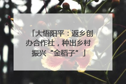 大悟阳平：返乡创办合作社，种出乡村振兴“金稻子”