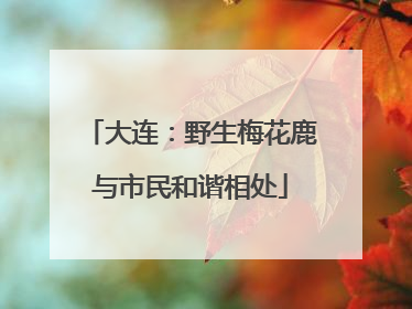 大连：野生梅花鹿与市民和谐相处