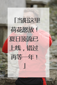 当阳这里荷花怒放！夏日顶流已上线，错过再等一年！