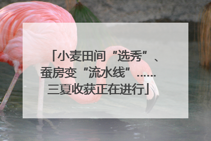 小麦田间“选秀”、蚕房变“流水线”……三夏收获正在进行