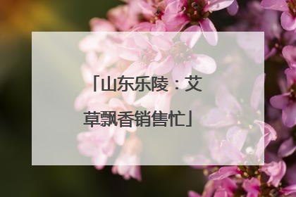 山东乐陵：艾草飘香销售忙