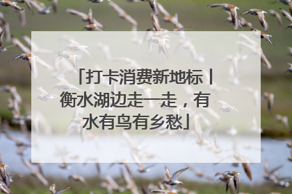 打卡消费新地标丨衡水湖边走一走，有水有鸟有乡愁