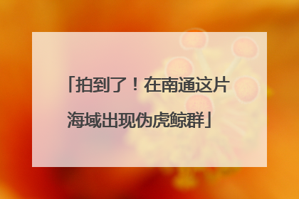 拍到了！在南通这片海域出现伪虎鲸群