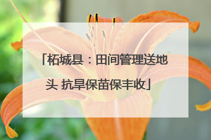 柘城县：田间管理送地头 抗旱保苗保丰收