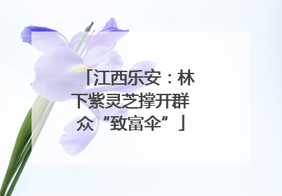 江西乐安：林下紫灵芝撑开群众“致富伞”