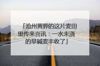 沧州黄骅的这片麦田里传来喜讯：一水未浇的旱碱麦丰收了