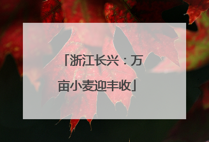 浙江长兴：万亩小麦迎丰收