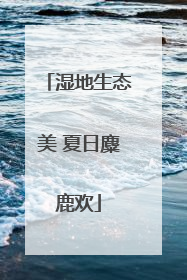湿地生态美 夏日麋鹿欢