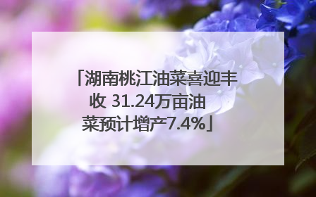 湖南桃江油菜喜迎丰收 31.24万亩油菜预计增产7.4%