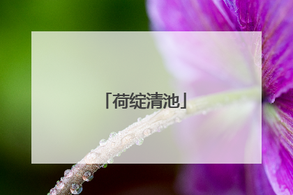 荷绽清池