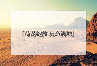 荷花绽放 夏意满塘