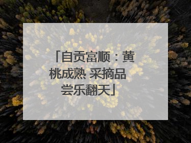 自贡富顺：黄桃成熟 采摘品尝乐翻天
