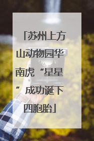 苏州上方山动物园华南虎“星星”成功诞下四胞胎