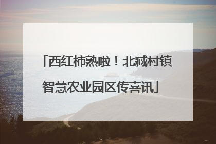 西红柿熟啦！北臧村镇智慧农业园区传喜讯