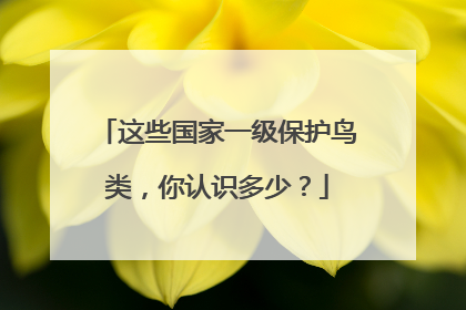 这些国家一级保护鸟类，你认识多少？