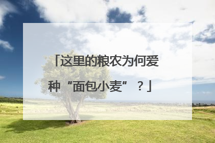 这里的粮农为何爱种“面包小麦”？