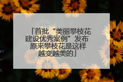 首批“美丽攀枝花建设优秀案例”发布 原来攀枝花是这样越变越美的