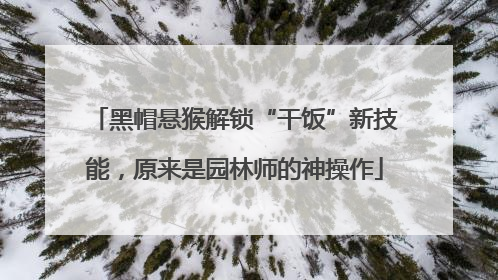 黑帽悬猴解锁“干饭”新技能，原来是园林师的神操作