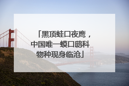黑顶蛙口夜鹰，中国唯一蟆口鸱科物种现身临沧