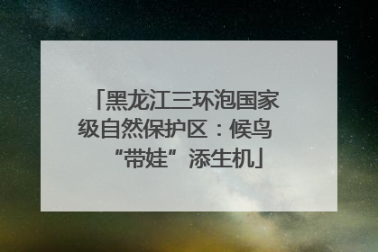 黑龙江三环泡国家级自然保护区：候鸟“带娃”添生机